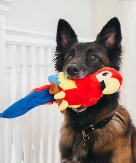 jouet-peluche-pour-chien-Perroquet