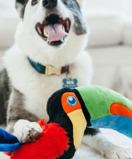 peluche-eco-friendly-pour-chien-toucan