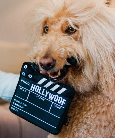 pet-play-peluche-pour-chien-chiot-Hollywoof-clap-de-tournage