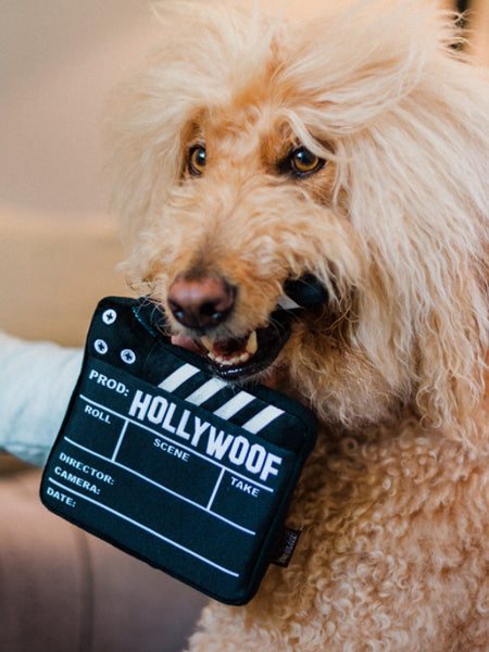 pet-play-peluche-pour-chien-chiot-Hollywoof-clap-de-tournage