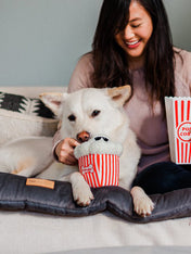 pet-play-peluche-pour-chien-chiot-Hollywoof-pop-corn