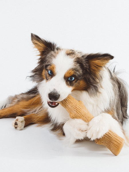 bois-a-macher-pour-chien-chiot-pet-stages