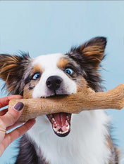 bois-a-macher-pour-chien-chiot-pet-stages