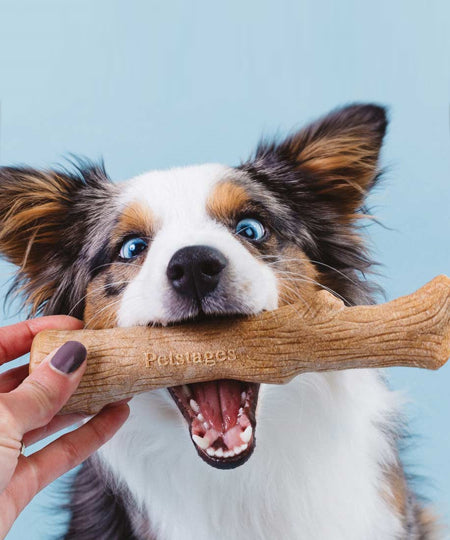 bois-a-macher-pour-chien-chiot-pet-stages