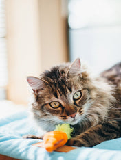 petplay Jouet pour chat à cataire biologique