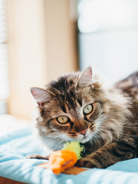 petplay Jouet pour chat à cataire biologique