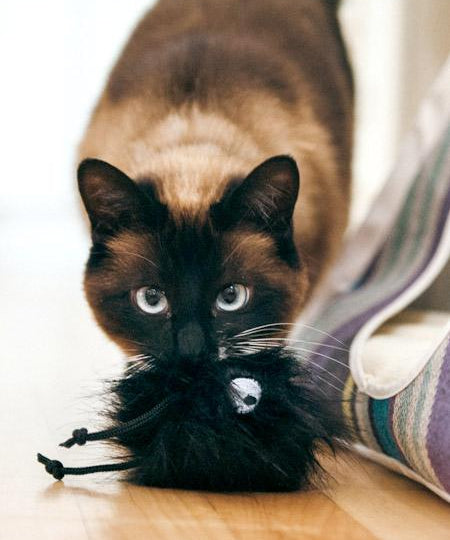 petplay Jouet pour chat à l'herbe a chat biologique monstre poilu