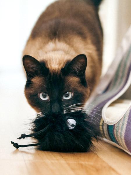 petplay Jouet pour chat à l'herbe a chat biologique monstre poilu