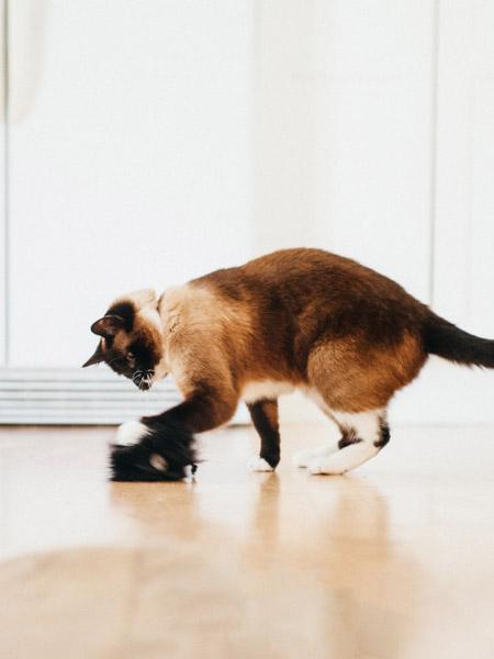 petplay Jouet pour chat à la cataire biologique monstre poilu