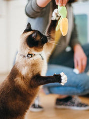 petplay Jouet pour chat à la cataire biologique BBQ