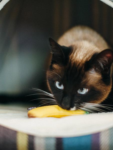 petplay Jouet pour chat à l'herbe a chat biologique fruits