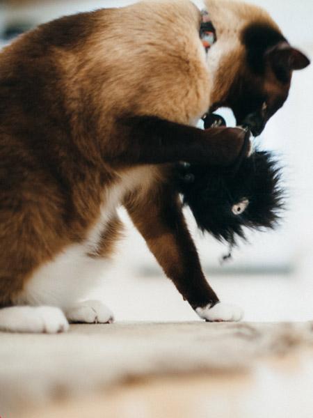 petplay Jouet pour chat à l'herbe a chat biologique monstre poilu