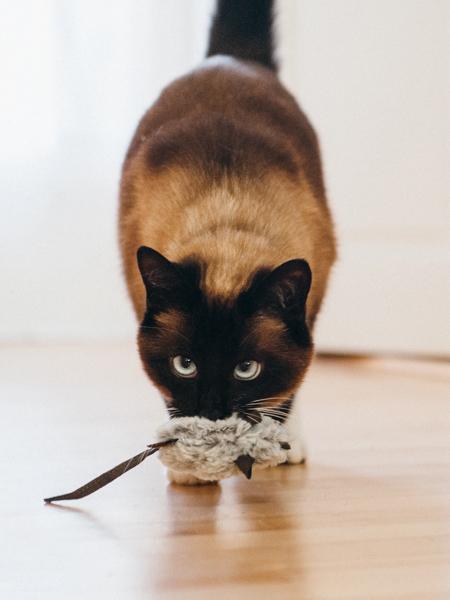 Jouet-souris-pour-chat-Herbe-à-chat-biologique