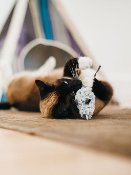 Jouet-souris-pour-chat-Herbe-à-chat-biologique