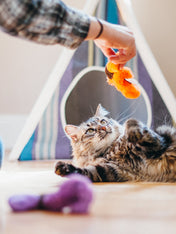 petplay-peluche-ecofriendly-pour-chat-vers-de-terre