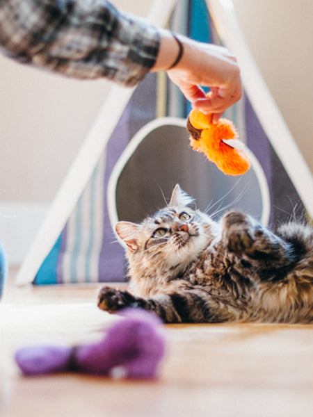 petplay-peluche-ecofriendly-pour-chat-vers-de-terre