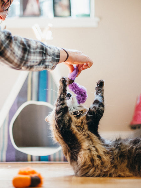 petplay-peluche-ecofriendly-pour-chat-vers-de-terre