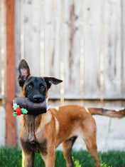 pet-play-jouet-pour-chien-buche-de-noel