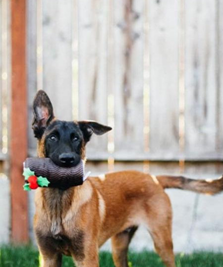 pet-play-jouet-pour-chien-buche-de-noel