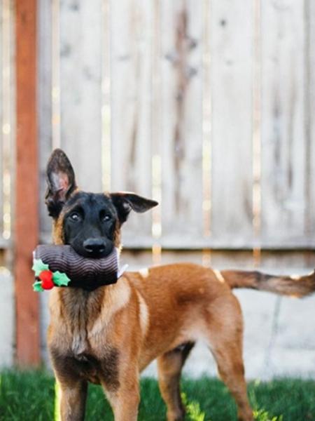 pet-play-jouet-pour-chien-buche-de-noel