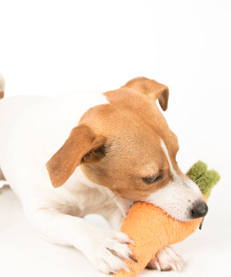 pet-play-jouet-pour-chien-carotte