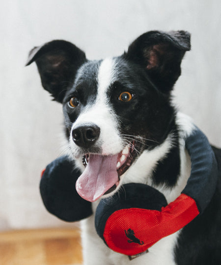 pet-play-jouet-pour-chien-casque-musique