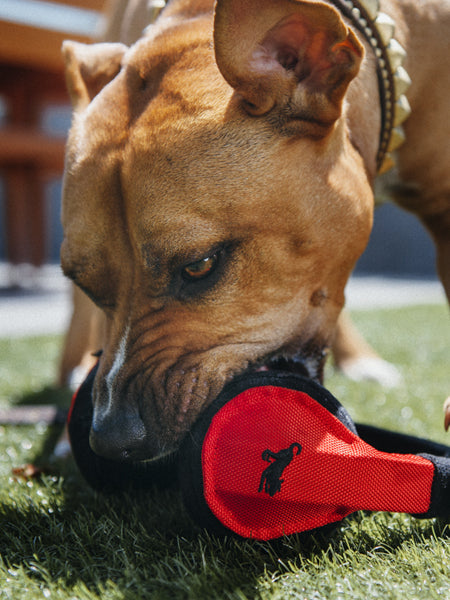 pet-play-jouet-pour-chien-eco-friendly