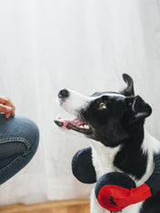 pet-play-jouet-pour-chien-ecouteur