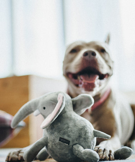 petplay-peluche-ecofriendly-pour-chien-elephant