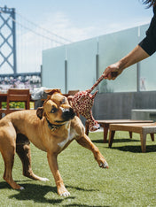 petplay-peluche-ecofriendly-pour-chien-girafe