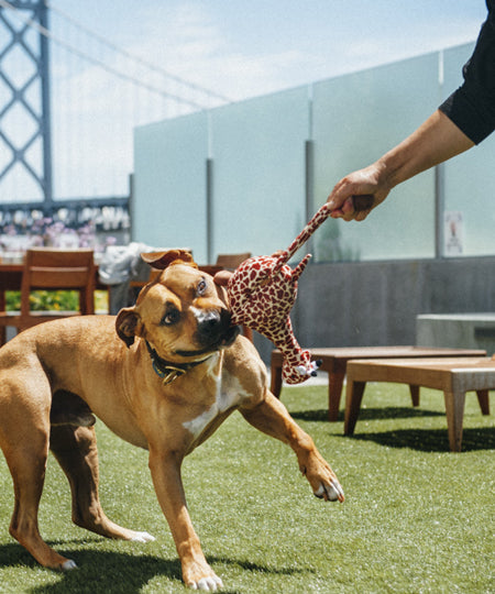 petplay-peluche-ecofriendly-pour-chien-girafe