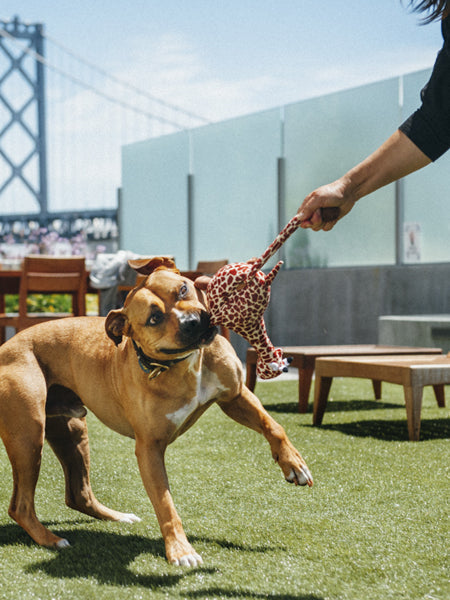 petplay-peluche-ecofriendly-pour-chien-girafe