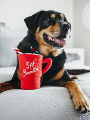 pet-play-peluche-pour-chien-ecologique-noel