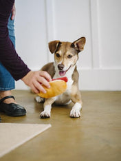 pet-play-jouet-pour-chien-hot-dog
