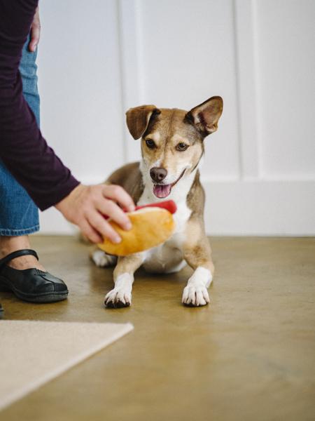 pet-play-jouet-pour-chien-hot-dog