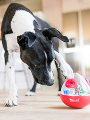 wobble-ball-jouet-stimulant-pour-chien