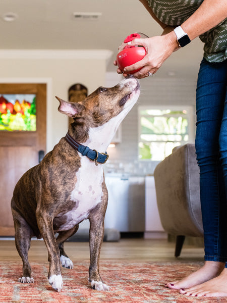 wobble-ball-jouet-occupation-pour-chien