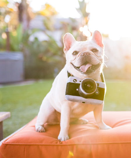 pet-play-jouet-pour-chien-appareil-photo