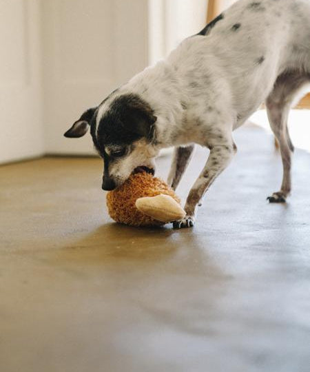 Peluche pour chien poulet frit pet play