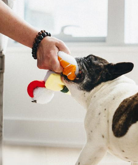 pet-play-jouet-pour-chien-sushi