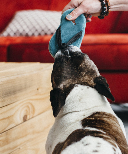 petplay-peluche-ecofriendly-pour-chien-tongue