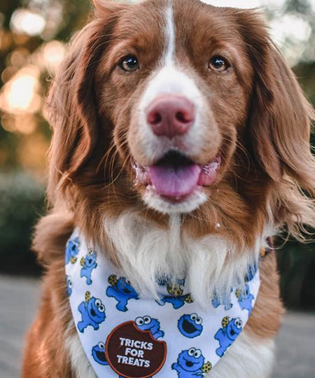 scout_s-honour-patch-thermocollant-pour-chien-tricks-for-treats