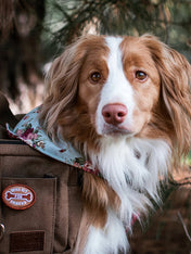 scout_s-honour-patch-thermocollant-pour-chien-will-sit-for-snacks
