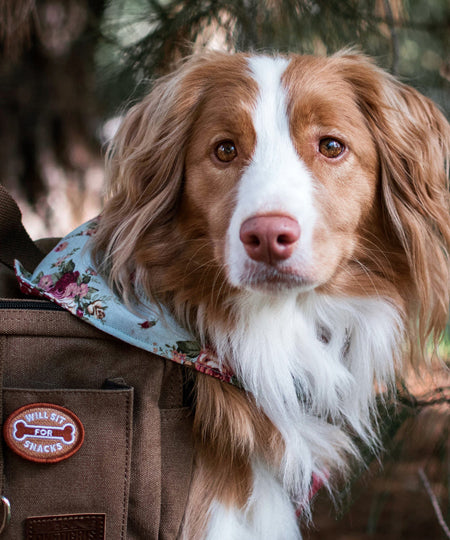 scout_s-honour-patch-thermocollant-pour-chien-will-sit-for-snacks