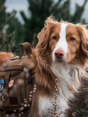 scout_s-honour-patch-thermocollant-pour-chien-will-sit-for-snacks