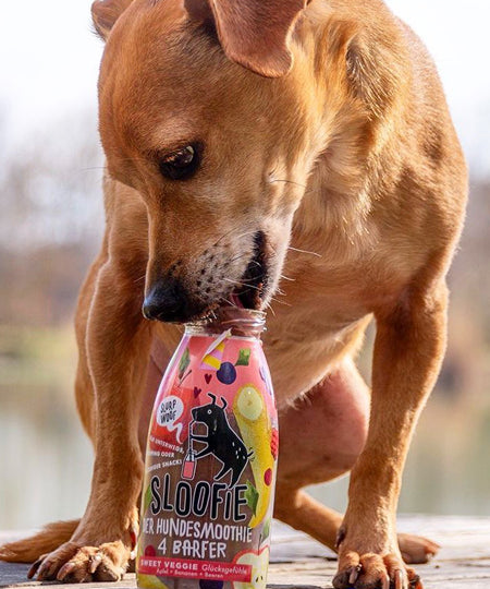 sloofie-smoothie-pour-chien-fruits-rouges-veggie