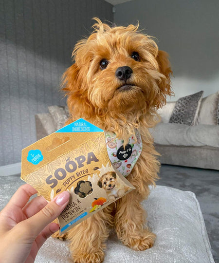 soopa-friandise-naturelles-chien-dog-treat-chiot-banane-citrouille