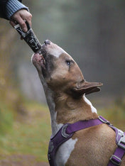 syta-micha-friandise-patee-en-tube-education-pour-chien-cerf-boeuf-abricot