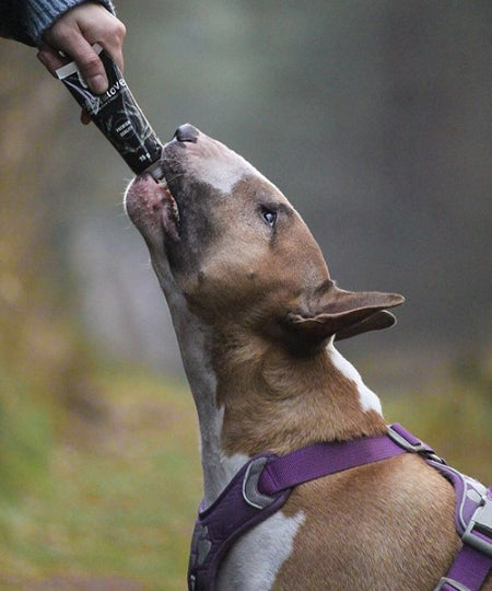 syta-micha-friandise-patee-en-tube-education-pour-chien-cerf-boeuf-abricot