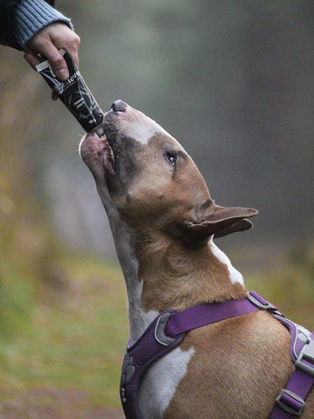 syta-micha-friandise-patee-en-tube-education-pour-chien-cerf-boeuf-abricot